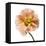 Poppy 16-Wiff Harmer-Framed Stretched Canvas