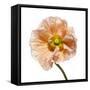 Poppy 16-Wiff Harmer-Framed Stretched Canvas