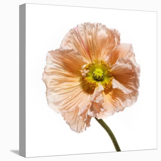 Poppy 16-Wiff Harmer-Stretched Canvas