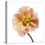 Poppy 16-Wiff Harmer-Stretched Canvas
