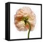 Poppy 17-Wiff Harmer-Framed Stretched Canvas
