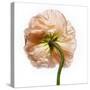 Poppy 17-Wiff Harmer-Stretched Canvas