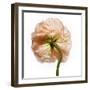 Poppy 17-Wiff Harmer-Framed Giclee Print