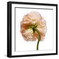 Poppy 17-Wiff Harmer-Framed Giclee Print