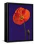 Poppy, 1996-Norman Hollands-Framed Stretched Canvas