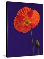 Poppy, 1996-Norman Hollands-Stretched Canvas