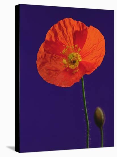 Poppy, 1996-Norman Hollands-Stretched Canvas