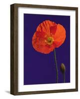 Poppy, 1996-Norman Hollands-Framed Photographic Print