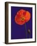 Poppy, 1996-Norman Hollands-Framed Photographic Print