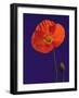 Poppy, 1996-Norman Hollands-Framed Photographic Print