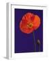 Poppy, 1996-Norman Hollands-Framed Photographic Print