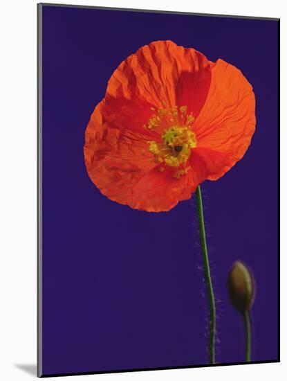Poppy, 1996-Norman Hollands-Mounted Photographic Print