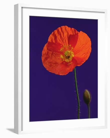 Poppy, 1996-Norman Hollands-Framed Photographic Print