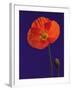 Poppy, 1996-Norman Hollands-Framed Photographic Print