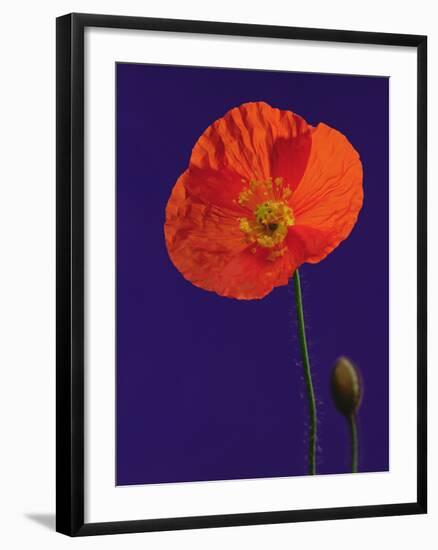 Poppy, 1996-Norman Hollands-Framed Photographic Print