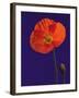 Poppy, 1996-Norman Hollands-Framed Photographic Print