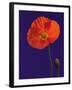 Poppy, 1996-Norman Hollands-Framed Photographic Print