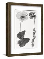 Poppy, 19th Century Artwork-Middle Temple Library-Framed Photographic Print