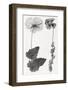 Poppy, 19th Century Artwork-Middle Temple Library-Framed Photographic Print