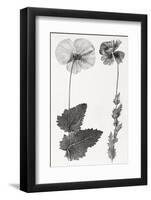 Poppy, 19th Century Artwork-Middle Temple Library-Framed Photographic Print