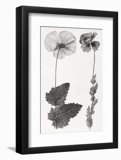 Poppy, 19th Century Artwork-Middle Temple Library-Framed Photographic Print