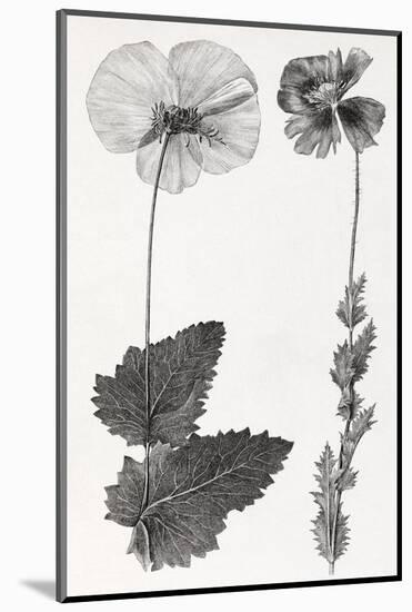 Poppy, 19th Century Artwork-Middle Temple Library-Mounted Photographic Print