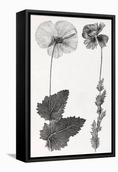 Poppy, 19th Century Artwork-Middle Temple Library-Framed Stretched Canvas