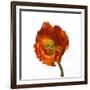 Poppy 20-Wiff Harmer-Framed Giclee Print