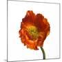 Poppy 20-Wiff Harmer-Mounted Giclee Print