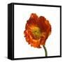 Poppy 20-Wiff Harmer-Framed Stretched Canvas