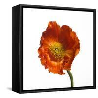 Poppy 20-Wiff Harmer-Framed Stretched Canvas