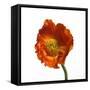 Poppy 20-Wiff Harmer-Framed Stretched Canvas