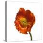 Poppy 20-Wiff Harmer-Stretched Canvas