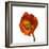 Poppy 20-Wiff Harmer-Framed Giclee Print