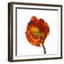 Poppy 20-Wiff Harmer-Framed Giclee Print