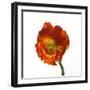 Poppy 20-Wiff Harmer-Framed Giclee Print