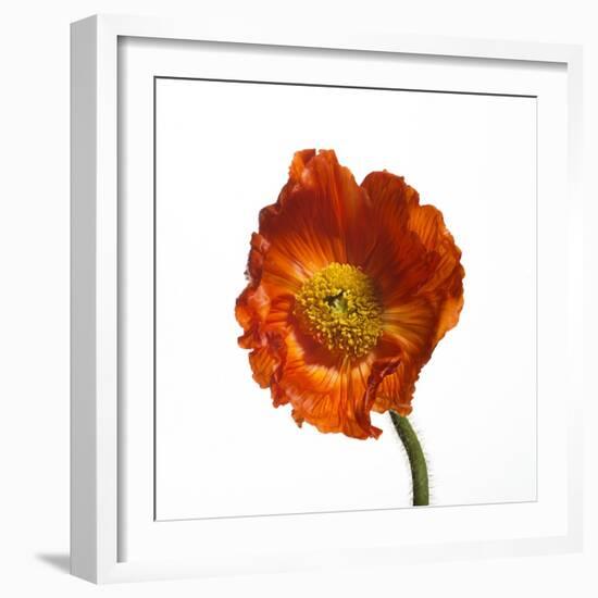Poppy 20-Wiff Harmer-Framed Giclee Print