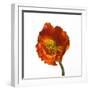 Poppy 20-Wiff Harmer-Framed Giclee Print