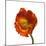 Poppy 20-Wiff Harmer-Mounted Giclee Print