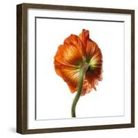 Poppy 21-Wiff Harmer-Framed Giclee Print