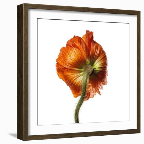 Poppy 21-Wiff Harmer-Framed Giclee Print