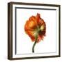 Poppy 21-Wiff Harmer-Framed Giclee Print