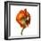 Poppy 21-Wiff Harmer-Framed Giclee Print