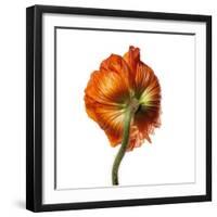 Poppy 21-Wiff Harmer-Framed Giclee Print