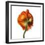 Poppy 21-Wiff Harmer-Framed Giclee Print