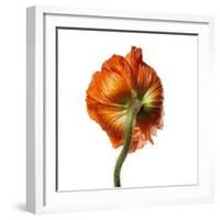 Poppy 21-Wiff Harmer-Framed Giclee Print