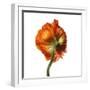 Poppy 21-Wiff Harmer-Framed Giclee Print