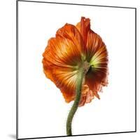 Poppy 21-Wiff Harmer-Mounted Giclee Print