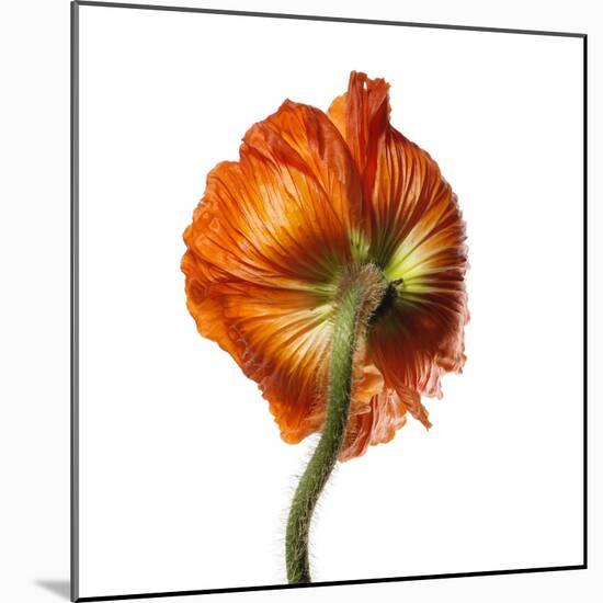 Poppy 21-Wiff Harmer-Mounted Giclee Print