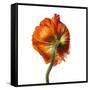 Poppy 21-Wiff Harmer-Framed Stretched Canvas